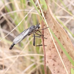 Neosaropogon sp. (genus) at O'Connor, ACT - 21 Jan 2023