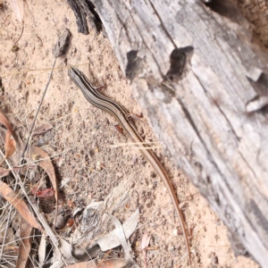 Ctenotus taeniolatus at O'Connor, ACT - 21 Jan 2023 11:22 AM