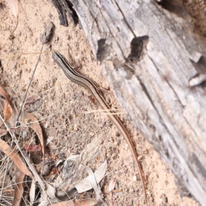 Ctenotus taeniolatus at O'Connor, ACT - 21 Jan 2023