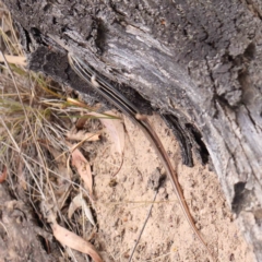 Ctenotus taeniolatus at O'Connor, ACT - 21 Jan 2023 11:22 AM