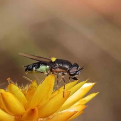 Odontomyia hunteri (Soldier fly) at Dryandra St Woodland - 20 Jan 2023 by ConBoekel