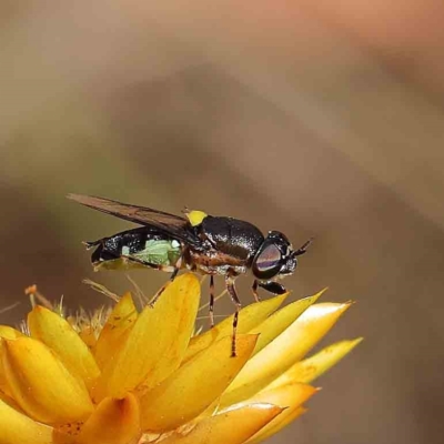 Odontomyia hunteri (Soldier fly) at Dryandra St Woodland - 20 Jan 2023 by ConBoekel