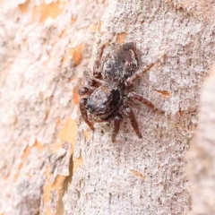 Unidentified Spider (Araneae) at O'Connor, ACT - 20 Jan 2023 by ConBoekel