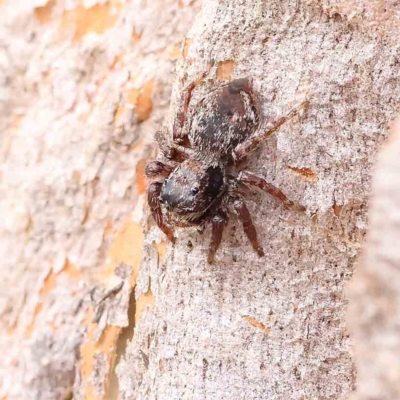 Unidentified Spider (Araneae) at Dryandra St Woodland - 20 Jan 2023 by ConBoekel