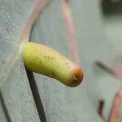 Apiomorpha sp. (genus) (A gall forming scale) at Dryandra St Woodland - 20 Jan 2023 by ConBoekel