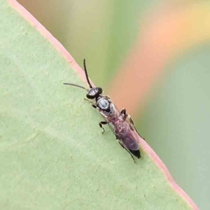 Tiphiidae sp. (family) at O'Connor, ACT - 21 Jan 2023