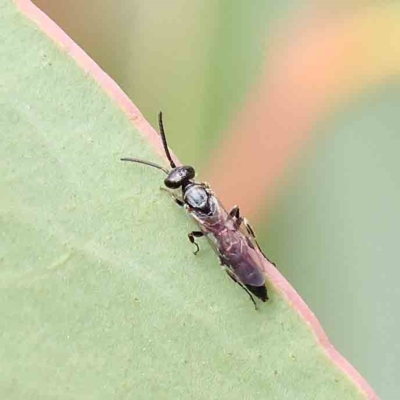 Tiphiidae (family) (Unidentified Smooth flower wasp) at Dryandra St Woodland - 21 Jan 2023 by ConBoekel