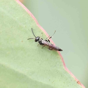 Tiphiidae sp. (family) at O'Connor, ACT - 21 Jan 2023