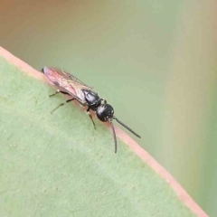 Tiphiidae (family) at O'Connor, ACT - 21 Jan 2023