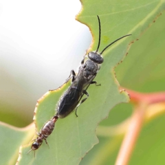 Thynninae (subfamily) (Smooth flower wasp) at Acton, ACT - 21 Jan 2023 by ConBoekel