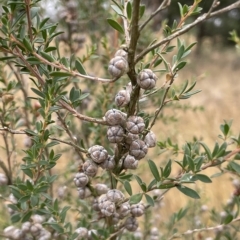 Leptospermum myrtifolium (Myrtle Teatree) at Lake George, NSW - 1 Mar 2023 by JaneR
