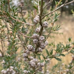 Leptospermum myrtifolium (Myrtle Teatree) at Sweeney's Travelling Stock Reserve - 28 Feb 2023 by JaneR