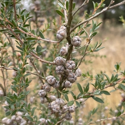Leptospermum myrtifolium (Myrtle Teatree) at Lake George, NSW - 1 Mar 2023 by JaneR