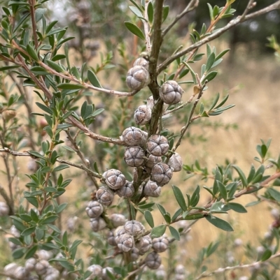 Leptospermum myrtifolium (Myrtle Teatree) at Lake George, NSW - 28 Feb 2023 by JaneR