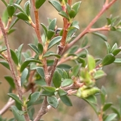 Leptospermum myrtifolium at Lake George, NSW - 1 Mar 2023 09:34 AM