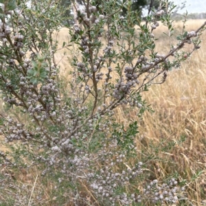 Leptospermum myrtifolium at Lake George, NSW - 1 Mar 2023 09:34 AM