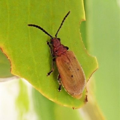 Poneridia macdonaldi (Leaf beetle) at Cook, ACT - 28 Feb 2023 by CathB