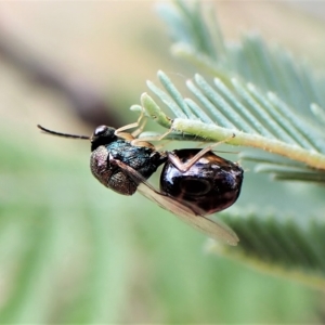 Perilampus sp. (genus) at Cook, ACT - 28 Feb 2023