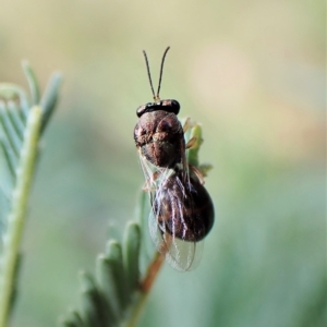 Perilampus sp. (genus) at Cook, ACT - 28 Feb 2023