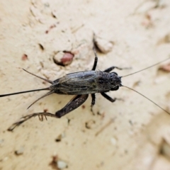 Unidentified Cricket (Orthoptera, several families) (TBC) at Cook, ACT - 28 Feb 2023 by CathB