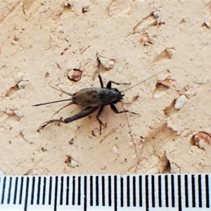 Bobilla aff. victoriae at Cook, ACT - suppressed