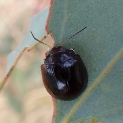 Paropsisterna cloelia (Eucalyptus variegated beetle) at Cook, ACT - 1 Mar 2023 by CathB