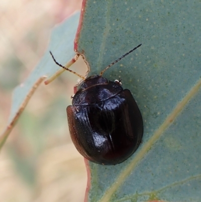 Paropsisterna cloelia (Eucalyptus variegated beetle) at Cook, ACT - 28 Feb 2023 by CathB