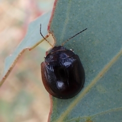 Paropsisterna cloelia at Cook, ACT - 1 Mar 2023