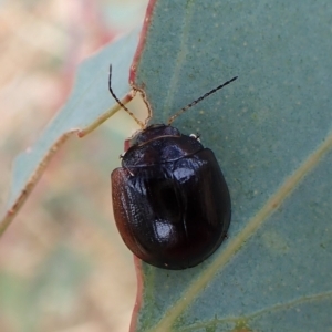 Paropsisterna cloelia at Cook, ACT - 1 Mar 2023