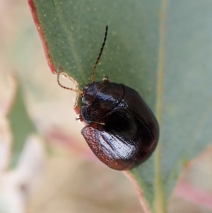 Paropsisterna cloelia at Cook, ACT - 1 Mar 2023 10:04 AM