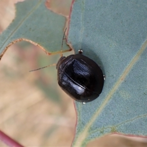 Paropsisterna cloelia at Cook, ACT - 1 Mar 2023 10:04 AM