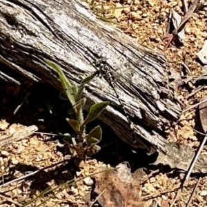 Gomphidae (family) at Booth, ACT - 25 Feb 2023