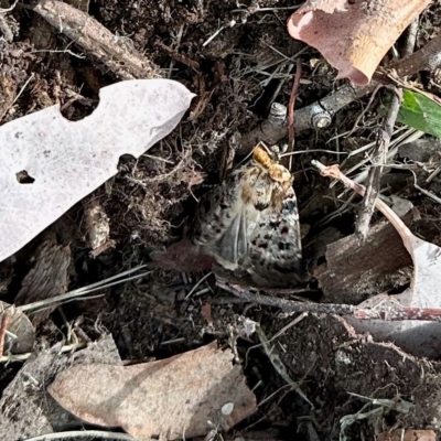 Proteuxoa sanguinipuncta (Blood-spotted Noctuid) at Aranda, ACT - 2 Mar 2023 by KMcCue