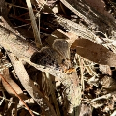 Proteuxoa sanguinipuncta at Aranda, ACT - 2 Mar 2023 09:20 AM