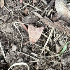 Diarsia intermixta (Chevron Cutworm, Orange Peel Moth.) at Aranda, ACT - 2 Mar 2023 by KMcCue