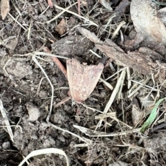 Diarsia intermixta (Chevron Cutworm, Orange Peel Moth.) at Aranda, ACT - 1 Mar 2023 by KMcCue
