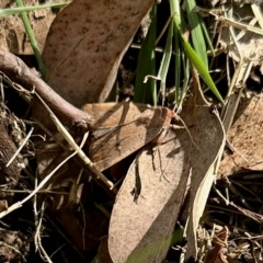 Diarsia intermixta at Aranda, ACT - 2 Mar 2023