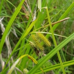 Carex fascicularis (Tassel Sedge) at Cotter River, ACT - 28 Feb 2023 by BethanyDunne