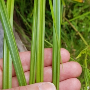 Carex fascicularis at Cotter River, ACT - 28 Feb 2023