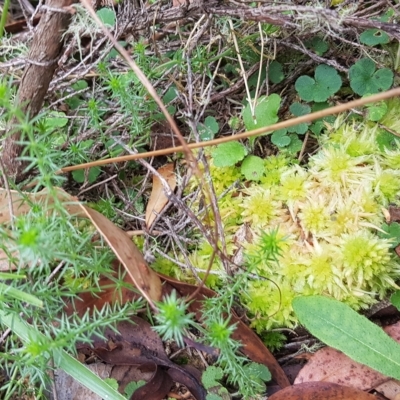 Sphagnum sp. (genus) (Sphagnum moss) at Cotter River, ACT - 28 Feb 2023 by BethanyDunne