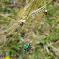 Diphucephala sp. (genus) (Green Scarab Beetle) at Namadgi National Park - 1 Mar 2023 by BethanyDunne