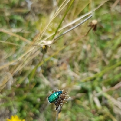 Diphucephala sp. (genus) (Green Scarab Beetle) at Namadgi National Park - 1 Mar 2023 by BethanyDunne