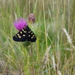 Phalaenoides tristifica (Willow-herb Day-moth) at Mount Clear, ACT - 1 Mar 2023 by BethanyDunne