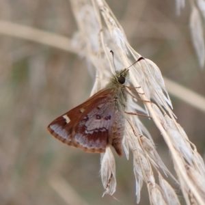 Dispar compacta at Molonglo Valley, ACT - 28 Feb 2023