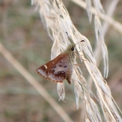 Dispar compacta at Molonglo Valley, ACT - 28 Feb 2023