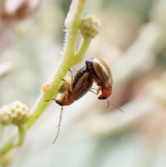 Galerucini sp. (tribe) (A galerucine leaf beetle) at Molonglo Valley, ACT - 28 Feb 2023 by CathB