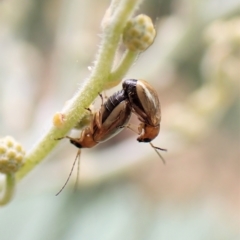 Galerucini sp. (tribe) at Molonglo Valley, ACT - 28 Feb 2023 10:20 AM