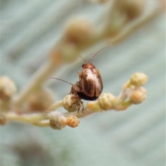 Galerucini sp. (tribe) at Molonglo Valley, ACT - 28 Feb 2023 10:20 AM