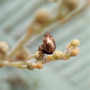 Galerucini sp. (tribe) at Molonglo Valley, ACT - 28 Feb 2023 10:20 AM