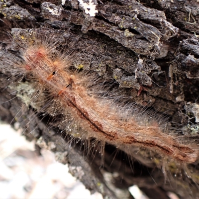 Lasiocampidae (family) immature (Lappet & Snout Moths) at Aranda Bushland - 27 Feb 2023 by CathB